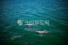 돌고래, 고래, 바다, 물결, 대양, 사진,이미지,일러스트,캘리그라피 - 애롱작가 크라우드픽 - 저작권 걱정 없는 상업용 이미지
