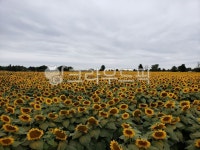 해바라기, 해바라기꽃, 해바라기꽃밭, 해바라기농장, 꽃, 사진,이미지,일러스트,캘리그라피 - JHSARAH작가 크라우드픽 - 저작권 걱정 없는... 