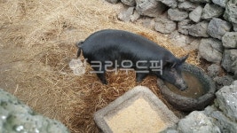 흙돼지, 제주돼지, pig, 제주도, 제주도돼지, 사진,이미지,일러스트,캘리그라피 - PAMPANO작가 크라우드픽 - 저작권 걱정 없는 상업용 이미지