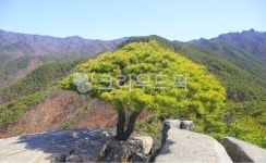 자연, 소나무, 산, 환경, 명품송, 사진,이미지,일러스트,캘리그라피 - 원당작가 크라우드픽 - 저작권 걱정 없는 상업용 이미지