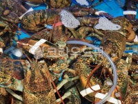 랍스터, food, sealife, 해양생물, seafood, 사진,이미지,일러스트,캘리그라피 - 작가 DREAM작가 크라우드픽 - 저작권 걱정 없는 상업용... 