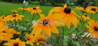 루드베키아, 식물, 꽃, plant, flower, 사진,이미지,일러스트,캘리그라피 - BrownBear작가 크라우드픽 - 저작권 걱정 없는 상업용 이미지