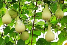 조롱박, 박, 관상용, 초록, 빗방울, 사진,이미지,일러스트,캘리그라피 - 고운경작가 크라우드픽 - 저작권 걱정 없는 상업용 이미지