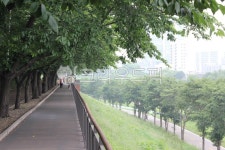 산책로, 나무, 길, tree, sidewalk, 사진,이미지,일러스트,캘리그라피 - joyfulharu작가 크라우드픽 - 저작권 걱정 없는 상업용 이미지