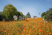 황화코스모스, 올림픽공원, 들꽃마루, 식물, 꽃, 사진,이미지,일러스트,캘리그라피 - Nyahodc작가 크라우드픽 - 저작권 걱정 없는 상업용 이미지