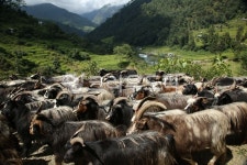 동물, 무리, 산양, 자연, 네팔, 사진,이미지,일러스트,캘리그라피 - geminorium작가 크라우드픽 - 저작권 걱정 없는 상업용 이미지