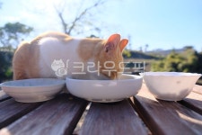 고양이, cat, 반려동물, 냥이, 애완동물, 사진,이미지,일러스트,캘리그라피 - 돌하르냥작가 크라우드픽 - 저작권 걱정 없는 상업용 이미지