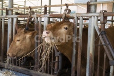 소, 암소, 토종소, 한우, 소농장, 사진,이미지,일러스트,캘리그라피 - 다정금지작가 크라우드픽 - 저작권 걱정 없는 상업용 이미지