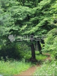 나무, 숲, 초록, 흙길, 산, 사진,이미지,일러스트,캘리그라피 - wkyung74작가 크라우드픽 - 저작권 걱정 없는 상업용 이미지
