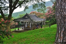 담양, 명옥헌, 명옥헌원림, 문화재, 배롱나무, 사진,이미지,일러스트,캘리그라피 - 영산공작가 크라우드픽 - 저작권 걱정 없는 상업용 이미지