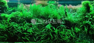 plant, 이끼, green, 초록, vegetation, 사진,이미지,일러스트,캘리그라피 - magnoliaa작가 크라우드픽 - 저작권 걱정 없는 상업용 이미지