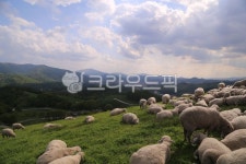 대관령, 양, 양떼, 양떼목장, 대관령목장, 사진,이미지,일러스트,캘리그라피 - Ncamomile365작가 크라우드픽 - 저작권 걱정 없는 상업용 이미지