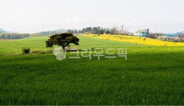 청보리밭, 사람들, 상춘객, 학원농장, 고창, 사진,이미지,일러스트,캘리그라피 - 서은작가 크라우드픽 - 저작권 걱정 없는 상업용 이미지