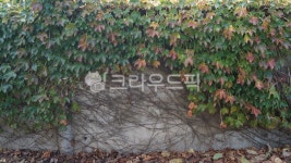 덩굴, 덩쿨, 넝쿨, 담쟁이, 계절, 사진,이미지,일러스트,캘리그라피 - 대장양작가 크라우드픽 - 저작권 걱정 없는 상업용 이미지