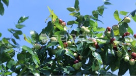 대추, 나무, 하늘, 파란대추, 빨간대추, 사진,이미지,일러스트,캘리그라피 - 앨리작가 크라우드픽 - 저작권 걱정 없는 상업용 이미지