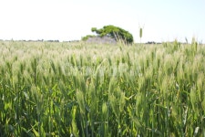 제주도, 가파도, 청보리, 봄, 풍경, 사진,이미지,일러스트,캘리그라피 - 윤멍작가 크라우드픽 - 저작권 걱정 없는 상업용 이미지
