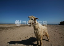 대지, 염소, 사막, 푸른하늘, 동물, 사진,이미지,일러스트,캘리그라피 - 닐서작가 크라우드픽 - 저작권 걱정 없는 상업용 이미지