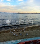 갈매기, 포항바다, sea, 해안, bird, 사진,이미지,일러스트,캘리그라피 - 핑야핑야작가 크라우드픽 - 저작권 걱정 없는 상업용 이미지