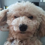 강아지, 애완동물, 화남, puppy, angry, 사진,이미지,일러스트,캘리그라피 - X파일작가 크라우드픽 - 저작권 걱정 없는 상업용 이미지