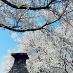 벚꽃, cherryblossom, 꽃, flower, 첨성대, 사진,이미지,일러스트,캘리그라피 - 영두부작가 크라우드픽 - 저작권 걱정 없는 상업용 이미지