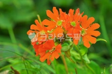 동자꽃, 야생화, 산야초, 고산식물, 고산야생화, 사진,이미지,일러스트,캘리그라피 - space작가 크라우드픽 - 저작권 걱정 없는 상업용 이미지
