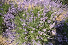 꽃, flower, 식물, 라벤더, 사라실, 사진,이미지,일러스트,캘리그라피 - Photo리오작가 크라우드픽 - 저작권 걱정 없는 상업용 이미지