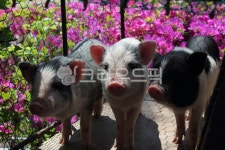 돼지, 피그, pig, 동물, 귀여운동물, 사진,이미지,일러스트,캘리그라피 - Nleesk3709작가 크라우드픽 - 저작권 걱정 없는 상업용 이미지