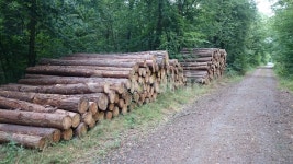 나무, wood, 원목, 통나무, 숲속, 사진,이미지,일러스트,캘리그라피 - Raddler작가 크라우드픽 - 저작권 걱정 없는 상업용 이미지