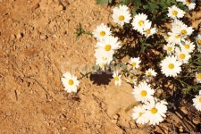 들국화, 들꽃, 꽃, 캐모마일, camomile, 사진,이미지,일러스트,캘리그라피 - Y O U N작가 크라우드픽 - 저작권 걱정 없는 상업용 이미지