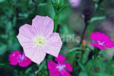 분홍낮달맞이, 꽃, 여름꽃, 잎, 식물, 사진,이미지,일러스트,캘리그라피 - 함께사는세상작가 크라우드픽 - 저작권 걱정 없는 상업용 이미지