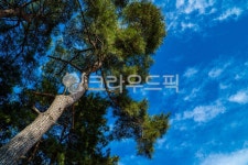 소나무, 하늘, 청명한, 푸른하늘, tree, 사진,이미지,일러스트,캘리그라피 - 3Wpicture작가 크라우드픽 - 저작권 걱정 없는 상업용 이미지