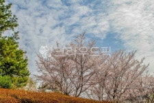 고대, 고려대, 고려대학교, 서울, 안암동, 사진,이미지,일러스트,캘리그라피 - imlover작가 크라우드픽 - 저작권 걱정 없는 상업용 이미지