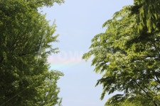 하늘, 맑은날, 무지개, 나무, 맑음, 사진,이미지,일러스트,캘리그라피 - 안나라수마나라작가 크라우드픽 - 저작권 걱정 없는 상업용 이미지