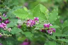 식물, 꽃, plant, flower, 싸리나무, 사진,이미지,일러스트,캘리그라피 - benjamin작가 크라우드픽 - 저작권 걱정 없는 상업용 이미지