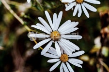 가을꽃, 구절초, 들국화, 플라워, flower, 사진,이미지,일러스트,캘리그라피 - 드래곤볼작가 크라우드픽 - 저작권 걱정 없는 상업용 이미지