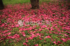 flower, 꽃, 꽃잎, 동백, 동백꽃, 사진,이미지,일러스트,캘리그라피 - 창조작가 크라우드픽 - 저작권 걱정 없는 상업용 이미지