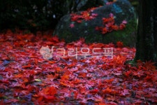 가을, autumn, 단풍, maple, 잎, 사진,이미지,일러스트,캘리그라피 - 고운경작가 크라우드픽 - 저작권 걱정 없는 상업용 이미지