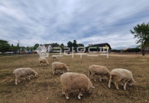 양, 목장, farm, sheep, grassland, 사진,이미지,일러스트,캘리그라피 - 모모요작가 크라우드픽 - 저작권 걱정 없는 상업용 이미지