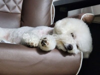 강아지, dog, 개, pet, 애완동물, 사진,이미지,일러스트,캘리그라피 - 아름다울작가 크라우드픽 - 저작권 걱정 없는 상업용 이미지