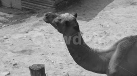 낙타, 울타리, 동물, 동물원, 포유류, 사진,이미지,일러스트,캘리그라피 - comma작가 크라우드픽 - 저작권 걱정 없는 상업용 이미지