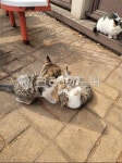 고양이, cat, 동물, animal, 애완동물, 사진,이미지,일러스트,캘리그라피 - primulajun작가 크라우드픽 - 저작권 걱정 없는 상업용 이미지