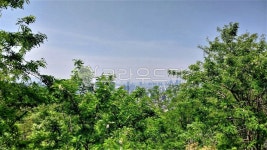 tree, 나무, nature, 옥외, 작은숲, 사진,이미지,일러스트,캘리그라피 - 오작교작가 크라우드픽 - 저작권 걱정 없는 상업용 이미지