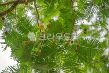 tree, 나무, leaf, 잎, summer, 사진,이미지,일러스트,캘리그라피 - Soonmin89작가 크라우드픽 - 저작권 걱정 없는 상업용 이미지