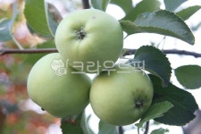 plant, 식물, fruit, 과일, food, 사진,이미지,일러스트,캘리그라피 - 슈렉작가 크라우드픽 - 저작권 걱정 없는 상업용 이미지