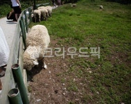 양떼목장, 포유류, 목장, 목초지, 포유동뮬, 사진,이미지,일러스트,캘리그라피 - 애롱작가 크라우드픽 - 저작권 걱정 없는 상업용 이미지