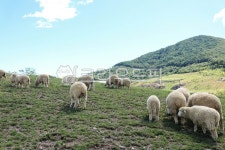 목장, 양떼목장, 풀, 들판, 울타리, 사진,이미지,일러스트,캘리그라피 - herjoon1610작가 크라우드픽 - 저작권 걱정 없는 상업용 이미지