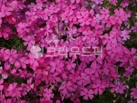 flower, petal, 꽃잎, 꽃, 들꽃, 사진,이미지,일러스트,캘리그라피 - 영수길작가 크라우드픽 - 저작권 걱정 없는 상업용 이미지