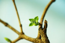 새순, 새잎, 새이파리, 라일락, 나뭇가지, 사진,이미지,일러스트,캘리그라피 - 향기남작가 크라우드픽 - 저작권 걱정 없는 상업용 이미지