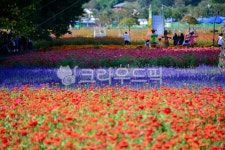 백일홍, 꽃, 꽃밭, 나무, 공원, 사진,이미지,일러스트,캘리그라피 - fm규니작가 크라우드픽 - 저작권 걱정 없는 상업용 이미지