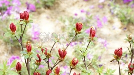 꽃, flower, 꽃잎, 새싹, 봄, 사진,이미지,일러스트,캘리그라피 - 하눌타리작가 크라우드픽 - 저작권 걱정 없는 상업용 이미지